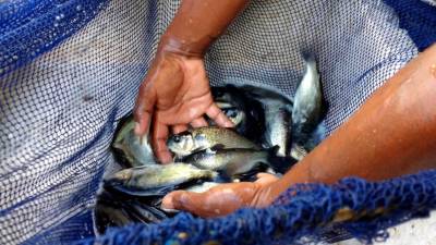 galeria: Ideflor-bio disponibiliza documentos sobre pesca e gestão no Mosaico Lago de Tucuruí
