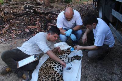 galeria: Animais silvestres são transportados de Capitão Poço para Marabá