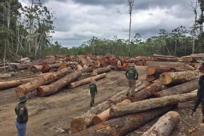 galeria: Fiscalização ambiental apreende madeira e equipamentos em pátios clandestinos
