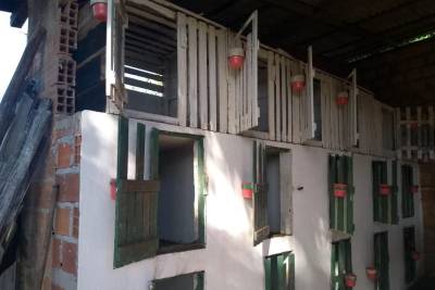 galeria: Polícia Civil resgata em Castanhal 36 galos usados em rinhas