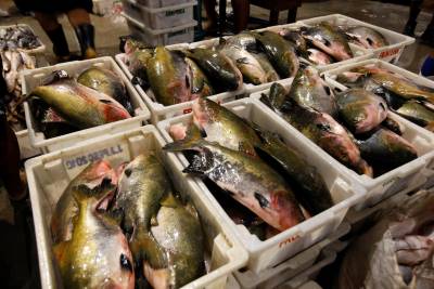 notícia: Governo garante cerca de 500 toneladas de pescado para a Semana Santa 