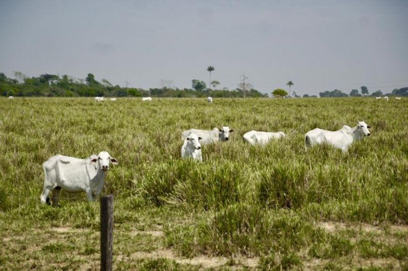 Desde segunda-feira (25), um centro de operações foi instalado no Comando Militar do Norte para planejar, executar e monitorar as ações empregadas, a fim de conter e evitar novos focos de incêndio e desmatamentos ilegais. Ao todo, cerca de 46 militares do 52º BIS, estão em São Félix do Xingu para integrar a operação. <div class='credito_fotos'>Foto: KLEBERSON SANTOS / AG. PARÁ   |   <a href='/midias/2019/originais/5360_whatsappimage2019-08-28at11.54.2419.jpg' download><i class='fa-solid fa-download'></i> Download</a></div>