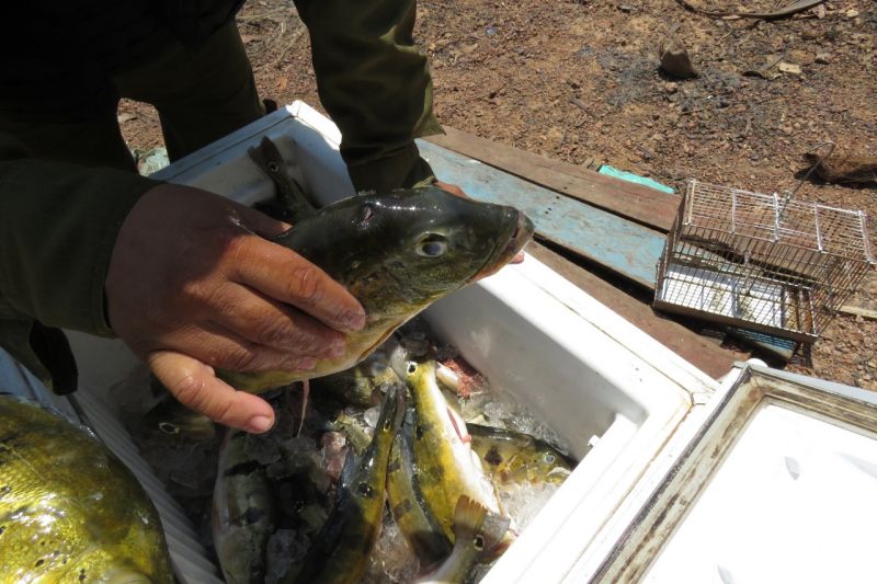 Mais de 2.300 metros de malhadeiras irregulares, arpões, armadilhas para pássaros, armas de fogo, motosserras, gaiolas e outros apetrechos utilizados na prática de crimes  ambientais, como pesca predatória, desmatamento e caça, foram apreendidos na região do Mosaico Lago de Tucuruí, no sudeste paraense.  <div class='credito_fotos'>Foto: ASCOM / IDEFLOR-BIO   |   <a href='/midias/2019/originais/5398_apreensao.jpg' download><i class='fa-solid fa-download'></i> Download</a></div>