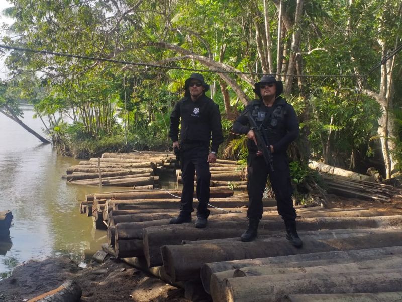 A Polícia Civil do Pará deflagrou uma operação de combate ao desmatamento ilegal na zona rural de Muaná, na Ilha do Marajó. Três pessoas, que estavam responsáveis por uma serraria clandestina, foram detidas. No local foram apreendidas mais de 500 toras de madeira. <div class='credito_fotos'>Foto: Ascom Polícia Civil   |   <a href='/midias/2019/originais/5429_whatsappimage2019-09-11at18.41.00.jpg' download><i class='fa-solid fa-download'></i> Download</a></div>