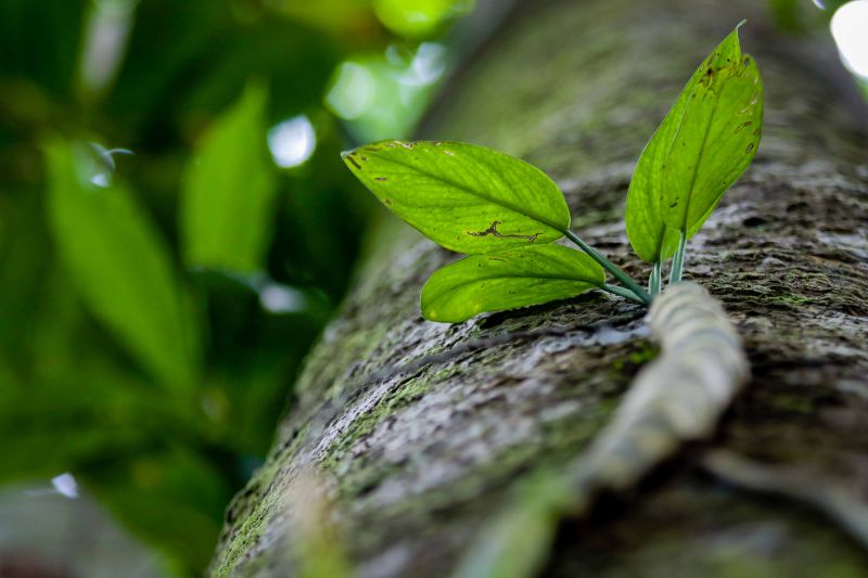 Navegando pelas águas do Rio Guamá, exatos 30 quilômetros separam a capital paraense da comunidade ribeirinha do Santo Amaro, onde vivem 12 famílias. No local, a natureza reserva aos visitantes um cenário exuberante, formado pelos encantos da fauna e flora da região. <div class='credito_fotos'>Foto: Pedro Guerreiro / Ag. Pará   |   <a href='/midias/2019/originais/5640_0031a8a2-3ce5-9f1e-26f8-bfdc3d7888ec.jpg' download><i class='fa-solid fa-download'></i> Download</a></div>