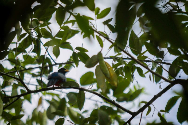 Navegando pelas águas do Rio Guamá, exatos 30 quilômetros separam a capital paraense da comunidade ribeirinha do Santo Amaro, onde vivem 12 famílias. No local, a natureza reserva aos visitantes um cenário exuberante, formado pelos encantos da fauna e flora da região. <div class='credito_fotos'>Foto: Pedro Guerreiro / Ag. Pará   |   <a href='/midias/2019/originais/5640_01ba0183-e422-96fa-8d31-a94b9c3be963.jpg' download><i class='fa-solid fa-download'></i> Download</a></div>