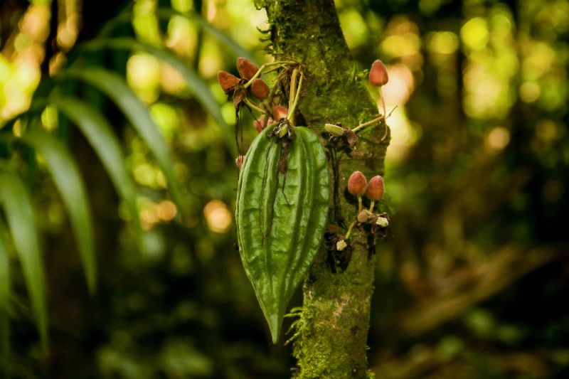 Navegando pelas águas do Rio Guamá, exatos 30 quilômetros separam a capital paraense da comunidade ribeirinha do Santo Amaro, onde vivem 12 famílias. No local, a natureza reserva aos visitantes um cenário exuberante, formado pelos encantos da fauna e flora da região. <div class='credito_fotos'>Foto: Pedro Guerreiro / Ag. Pará   |   <a href='/midias/2019/originais/5640_023062e2-74c2-1c8d-780d-bd7400ab3023.jpg' download><i class='fa-solid fa-download'></i> Download</a></div>