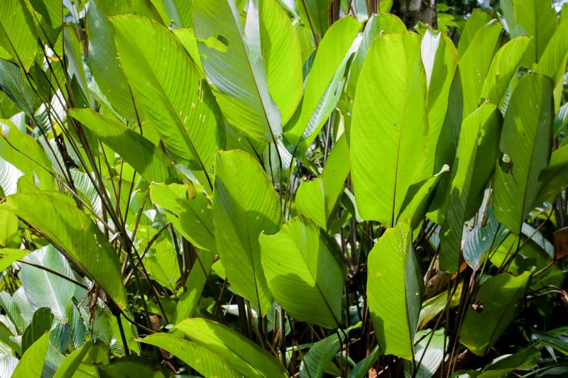 Navegando pelas águas do Rio Guamá, exatos 30 quilômetros separam a capital paraense da comunidade ribeirinha do Santo Amaro, onde vivem 12 famílias. No local, a natureza reserva aos visitantes um cenário exuberante, formado pelos encantos da fauna e flora da região. <div class='credito_fotos'>Foto: Pedro Guerreiro / Ag. Pará   |   <a href='/midias/2019/originais/5640_0a82e8ff-ba24-e238-0a39-13d59cb98bfe.jpg' download><i class='fa-solid fa-download'></i> Download</a></div>