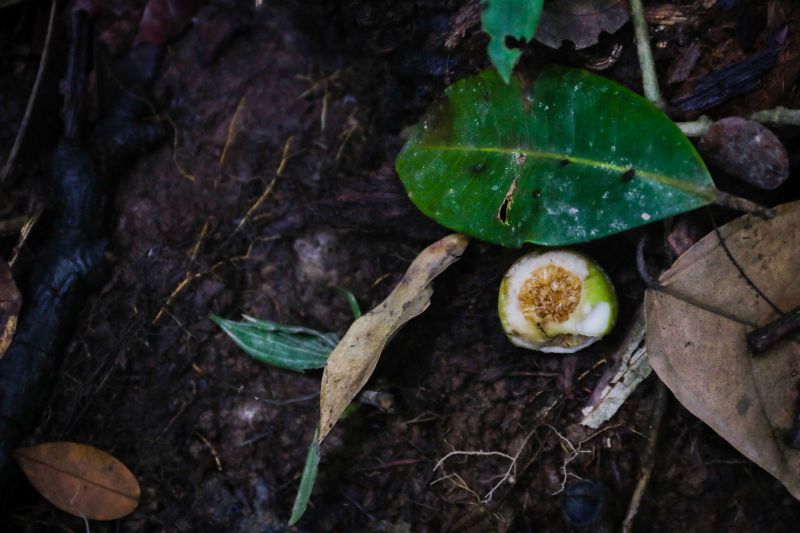 Navegando pelas águas do Rio Guamá, exatos 30 quilômetros separam a capital paraense da comunidade ribeirinha do Santo Amaro, onde vivem 12 famílias. No local, a natureza reserva aos visitantes um cenário exuberante, formado pelos encantos da fauna e flora da região. <div class='credito_fotos'>Foto: Pedro Guerreiro / Ag. Pará   |   <a href='/midias/2019/originais/5640_59dc2998-8b6e-cf3e-f2f4-d732560b8c25.jpg' download><i class='fa-solid fa-download'></i> Download</a></div>