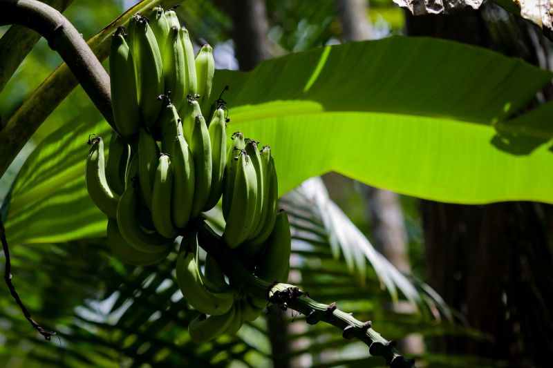 Navegando pelas águas do Rio Guamá, exatos 30 quilômetros separam a capital paraense da comunidade ribeirinha do Santo Amaro, onde vivem 12 famílias. No local, a natureza reserva aos visitantes um cenário exuberante, formado pelos encantos da fauna e flora da região. <div class='credito_fotos'>Foto: Pedro Guerreiro / Ag. Pará   |   <a href='/midias/2019/originais/5640_7a93639c-8cd4-0ed7-fb8b-b1ff32af3f95.jpg' download><i class='fa-solid fa-download'></i> Download</a></div>