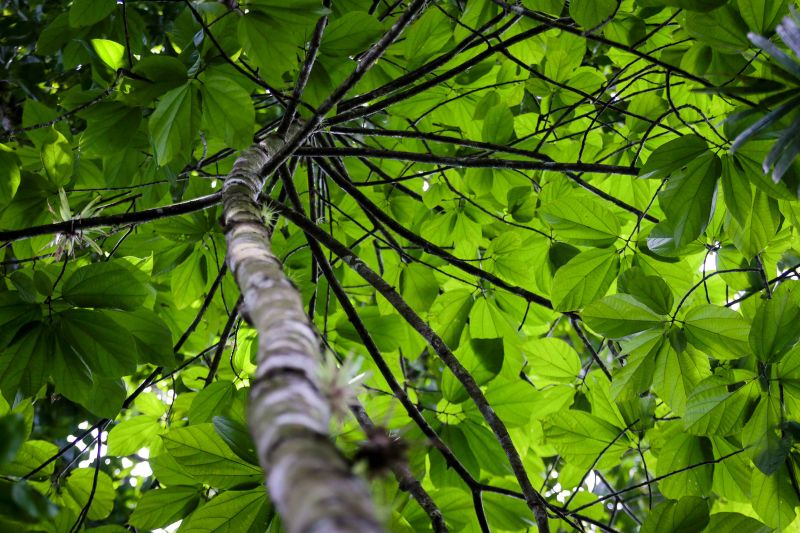 Navegando pelas águas do Rio Guamá, exatos 30 quilômetros separam a capital paraense da comunidade ribeirinha do Santo Amaro, onde vivem 12 famílias. No local, a natureza reserva aos visitantes um cenário exuberante, formado pelos encantos da fauna e flora da região. <div class='credito_fotos'>Foto: Pedro Guerreiro / Ag. Pará   |   <a href='/midias/2019/originais/5640_87c3c9ce-bbbf-548b-2f30-97e7e33a522d.jpg' download><i class='fa-solid fa-download'></i> Download</a></div>