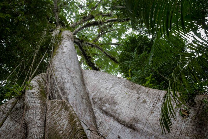 Navegando pelas águas do Rio Guamá, exatos 30 quilômetros separam a capital paraense da comunidade ribeirinha do Santo Amaro, onde vivem 12 famílias. No local, a natureza reserva aos visitantes um cenário exuberante, formado pelos encantos da fauna e flora da região. <div class='credito_fotos'>Foto: Pedro Guerreiro / Ag. Pará   |   <a href='/midias/2019/originais/5640_87f0edd0-505d-8af6-7ac4-0dbb7587b839.jpg' download><i class='fa-solid fa-download'></i> Download</a></div>