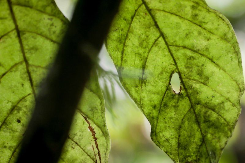 Navegando pelas águas do Rio Guamá, exatos 30 quilômetros separam a capital paraense da comunidade ribeirinha do Santo Amaro, onde vivem 12 famílias. No local, a natureza reserva aos visitantes um cenário exuberante, formado pelos encantos da fauna e flora da região. <div class='credito_fotos'>Foto: Pedro Guerreiro / Ag. Pará   |   <a href='/midias/2019/originais/5640_9d705a77-dcbc-871d-9a4e-e63d8dfa72a0.jpg' download><i class='fa-solid fa-download'></i> Download</a></div>