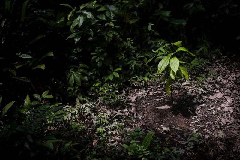 Navegando pelas águas do Rio Guamá, exatos 30 quilômetros separam a capital paraense da comunidade ribeirinha do Santo Amaro, onde vivem 12 famílias. No local, a natureza reserva aos visitantes um cenário exuberante, formado pelos encantos da fauna e flora da região. <div class='credito_fotos'>Foto: Pedro Guerreiro / Ag. Pará   |   <a href='/midias/2019/originais/5640_9e82dafa-4e79-95e8-8355-da108876d9c1.jpg' download><i class='fa-solid fa-download'></i> Download</a></div>