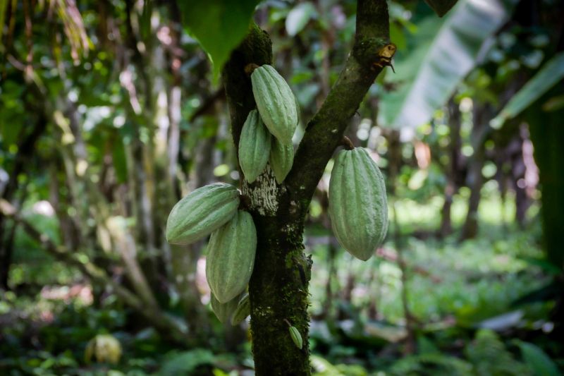 Navegando pelas águas do Rio Guamá, exatos 30 quilômetros separam a capital paraense da comunidade ribeirinha do Santo Amaro, onde vivem 12 famílias. No local, a natureza reserva aos visitantes um cenário exuberante, formado pelos encantos da fauna e flora da região. <div class='credito_fotos'>Foto: Pedro Guerreiro / Ag. Pará   |   <a href='/midias/2019/originais/5640_a81db825-0b7a-57a0-0601-1e225363f637.jpg' download><i class='fa-solid fa-download'></i> Download</a></div>