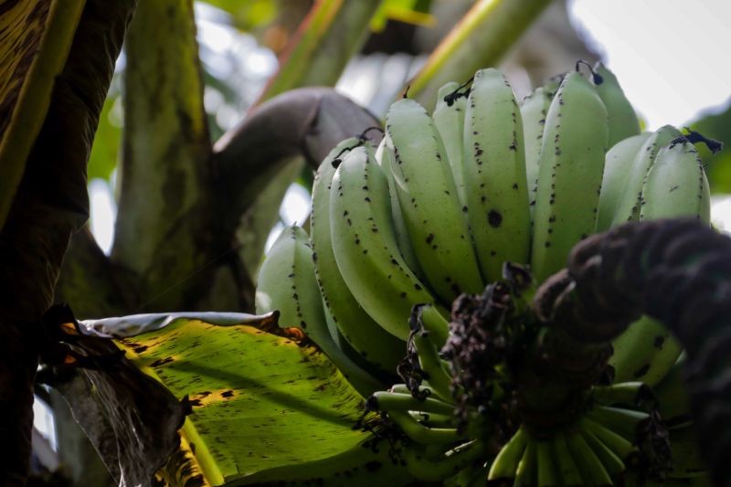 Navegando pelas águas do Rio Guamá, exatos 30 quilômetros separam a capital paraense da comunidade ribeirinha do Santo Amaro, onde vivem 12 famílias. No local, a natureza reserva aos visitantes um cenário exuberante, formado pelos encantos da fauna e flora da região. <div class='credito_fotos'>Foto: Pedro Guerreiro / Ag. Pará   |   <a href='/midias/2019/originais/5640_f7b5eedb-945f-9f74-9034-6bca3c6095f8.jpg' download><i class='fa-solid fa-download'></i> Download</a></div>