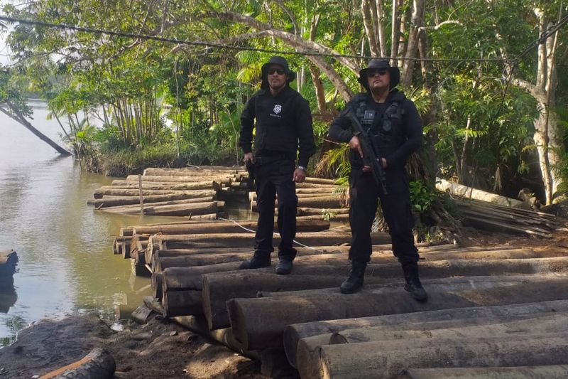 A Polícia Civil do Pará deflagrou uma operação de combate ao desmatamento ilegal na zona rural de Muaná, na Ilha do Marajó. Três pessoas, que estavam responsáveis por uma serraria clandestina, foram detidas. No local foram apreendidas mais de 500 toras de madeira. <div class='credito_fotos'>Foto: Ascom Polícia Civil   |   <a href='/midias/2019/originais/Copia(01)_5429_whatsappimage2019-09-11at18.41.00.jpg' download><i class='fa-solid fa-download'></i> Download</a></div>
