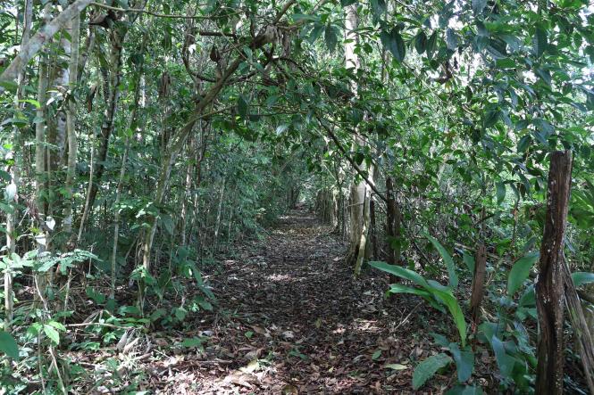 Estagiários e equipe técnica da Gerência da Região Administrativa de Belém (GRB), vinculada ao Instituto de Desenvolvimento Florestal e da Biodiversidade (Ideflor-bio), participaram, nesta terça-feira (29), de uma capacitação sobre “Conceito e Desafios das Unidades de Conservação segundo o Sistema Nacional de Unidades de Conservação (SNUC)”.

FOTO: ASCOM / IDEFLOR
DATA: 29.01.2019
BELÉM - PARÁ <div class='credito_fotos'>Foto: ASCOM / IDEFLOR-BIO   |   <a href='/midias/2019/originais/e89e279b-bde0-4dba-83ab-c6af3e51659b.jpg' download><i class='fa-solid fa-download'></i> Download</a></div>