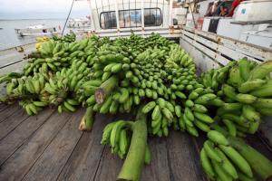 galeria: Agricultores recebem mudas para aumentar a produção de banana
