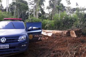 galeria: Polícia Civil apreende mais de 600 toras de madeira durante operação