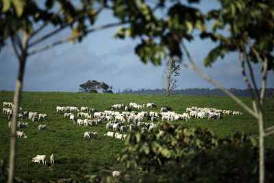 galeria: Crédito de R$ 1 milhão deve duplicar produção de leite e renda em Canaã dos Carajás