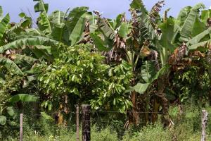 notícia: Agricultores recebem mudas para aumentar a produção de banana