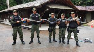 notícia: Batalhão de Polícia Ambiental da PM resgata sucuri de 5 metros na Terra Firme