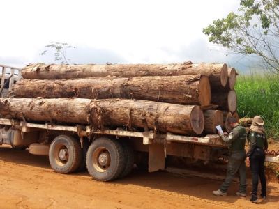 notícia: Cadastro de transportes de produtos florestais está ativo no site da Semas