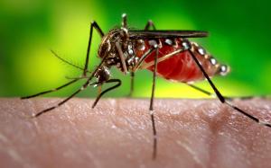 notícia: Sespa registra queda de mais de 50% das notificações de dengue