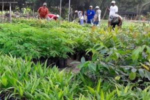 galeria: Ideflor-bio implantou 41 viveiros de mudas em municípios paraenses em 2018