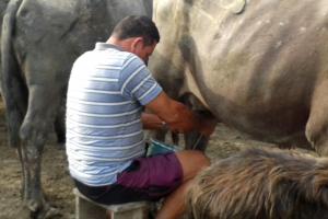 notícia: Produtor de búfalo do Marajó é beneficiado com crédito rural 