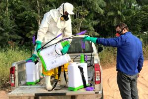 notícia: Pará intensifica ações de combate à mosca da carambola
