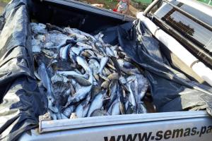 notícia: Fiscalização apreende mais de 5 toneladas de pescado 