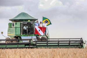 galeria: Belterra inicia colheita de grãos com aumento da produção