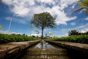 galeria: Concurso escolherá apelido para Samaumeira do Parque do Utinga