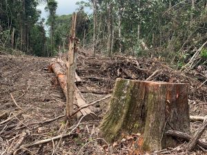 galeria: Semas e PM apreendem 700 m³ madeira explorada sem autorização