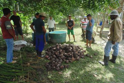 notícia: Projeto da Emater fortalece plantio de banana em Mosqueiro