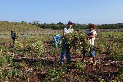 notícia: Tecnologia da Emater resgata tradição quilombola do feijão-manteiguinha