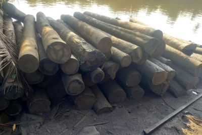 notícia: Muaná: 500 toras de madeira são apreendidas durante operação