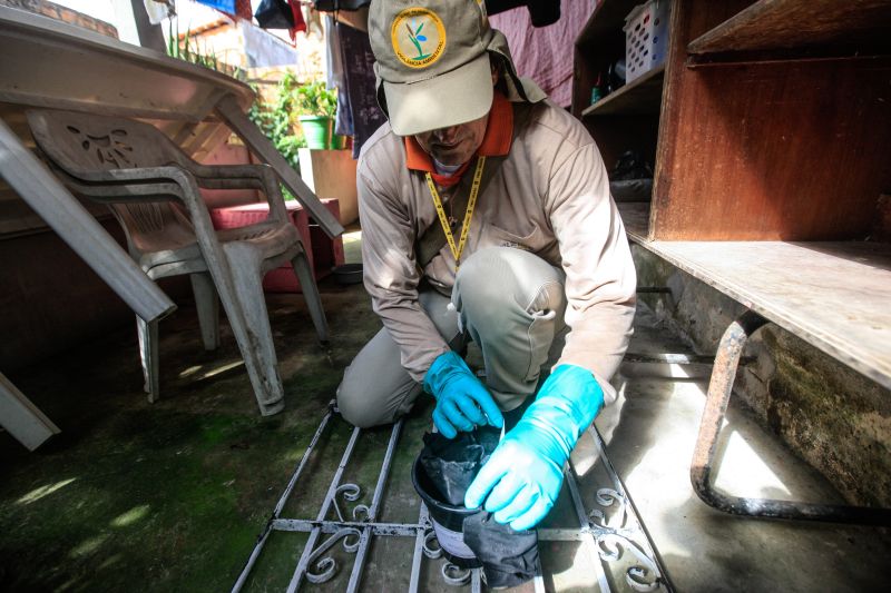 O mosquito Aedes aegypti é transmissor da dengue, zika e febre chikungunya, doenças que exigem atenção constante da saúde pública e da população brasileira. No início do ano, é preciso um cuidado ainda maior, pois o período – marcado por chuvas frequentes – é mais propício à proliferação do mosquito. <div class='credito_fotos'>Foto: JADER PAES / AG. PARÁ   |   <a href='/midias/2020/originais/5879_a88017e3-9bdf-677c-5189-d8d0de266439.jpg' download><i class='fa-solid fa-download'></i> Download</a></div>