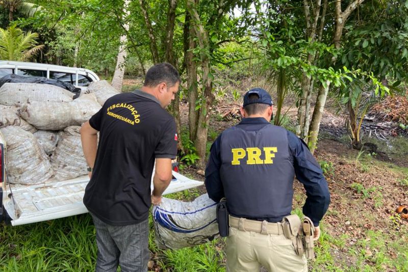 Na madrugada de terça-feira (14), a Agência de Defesa Agropecuária do Pará (Adepará) participou, junto à Polícia Rodoviária Federal (PRF), da apreensão de 30 sacas de caranguejos-uçá, que totalizaram 3 mil unidades. <div class='credito_fotos'>Foto: ASCOM ADEPARÁ   |   <a href='/midias/2020/originais/5882_1b8f5487-2213-e8ec-d080-a57c37d4556d.jpg' download><i class='fa-solid fa-download'></i> Download</a></div>