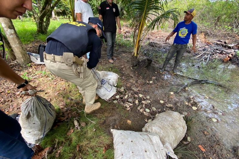 Na madrugada de terça-feira (14), a Agência de Defesa Agropecuária do Pará (Adepará) participou, junto à Polícia Rodoviária Federal (PRF), da apreensão de 30 sacas de caranguejos-uçá, que totalizaram 3 mil unidades. <div class='credito_fotos'>Foto: ASCOM ADEPARÁ   |   <a href='/midias/2020/originais/5882_a894dc76-97df-a3b3-a635-883bf53a8c77.jpg' download><i class='fa-solid fa-download'></i> Download</a></div>