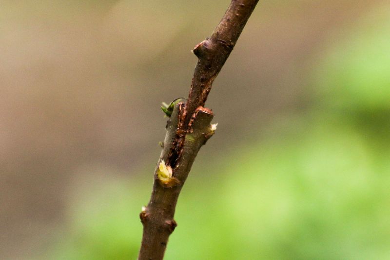  <div class='credito_fotos'>Foto: Pedro Guerreiro / Ag. Pará   |   <a href='/midias/2020/originais/5898_0eccdc97-b406-fcea-cb4c-b95f32e522c1.jpg' download><i class='fa-solid fa-download'></i> Download</a></div>