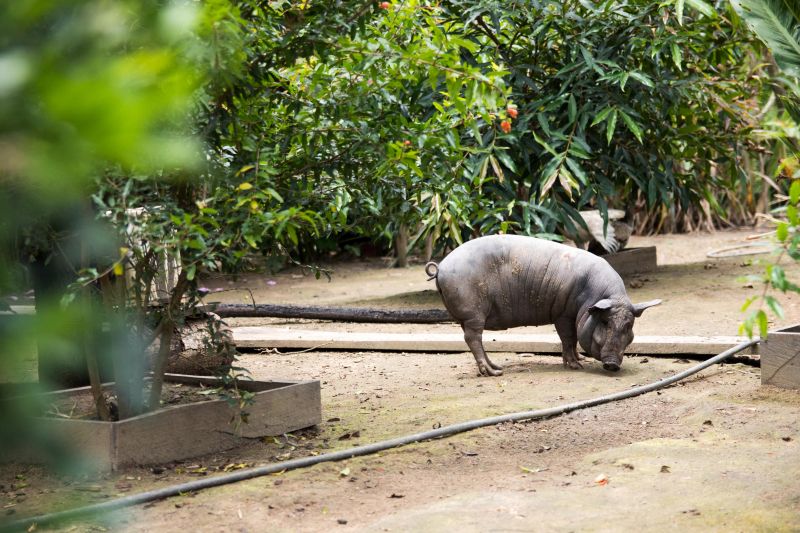  <div class='credito_fotos'>Foto: Pedro Guerreiro / Ag. Pará   |   <a href='/midias/2020/originais/6026_8ef3fedd-d163-9a07-f86b-e94227e390a4.jpg' download><i class='fa-solid fa-download'></i> Download</a></div>