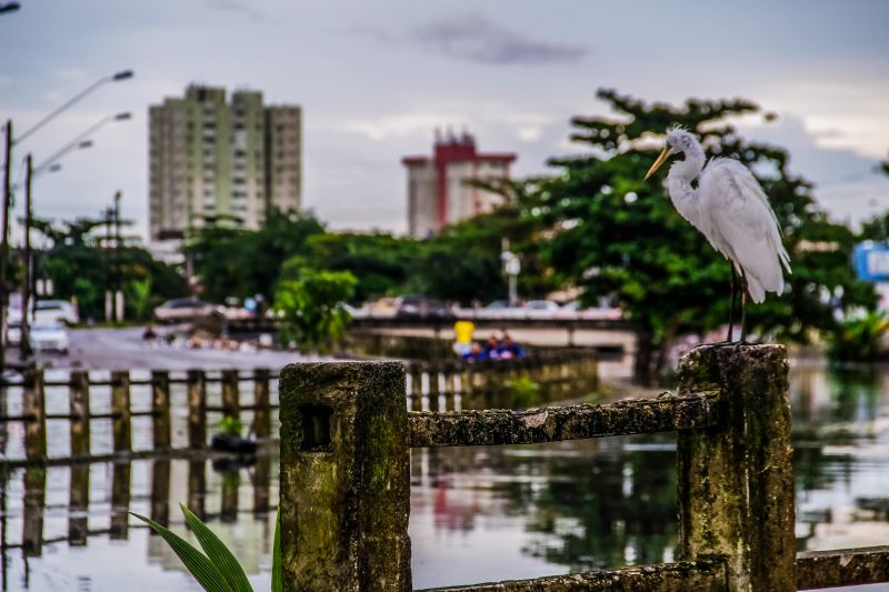  <div class='credito_fotos'>Foto: Pedro Guerreiro / Ag. Pará   |   <a href='/midias/2020/originais/6217_6510f49b-c8af-bc3a-5997-28850070cdc2.jpg' download><i class='fa-solid fa-download'></i> Download</a></div>