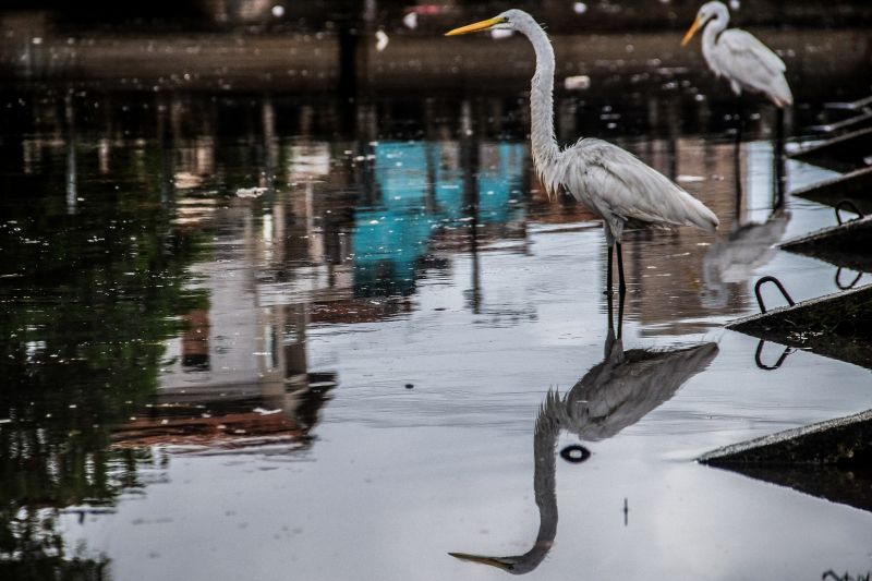  <div class='credito_fotos'>Foto: Pedro Guerreiro / Ag. Pará   |   <a href='/midias/2020/originais/6217_8ca4f70f-666e-34be-a749-859b8ebed19a.jpg' download><i class='fa-solid fa-download'></i> Download</a></div>