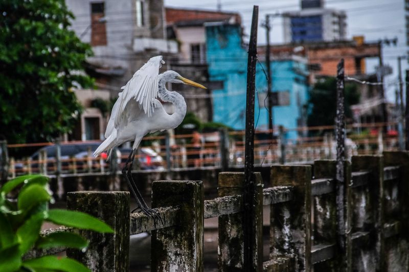  <div class='credito_fotos'>Foto: Pedro Guerreiro / Ag. Pará   |   <a href='/midias/2020/originais/6217_b5a7af93-1de9-9462-aeed-ba5ea6b74efa.jpg' download><i class='fa-solid fa-download'></i> Download</a></div>