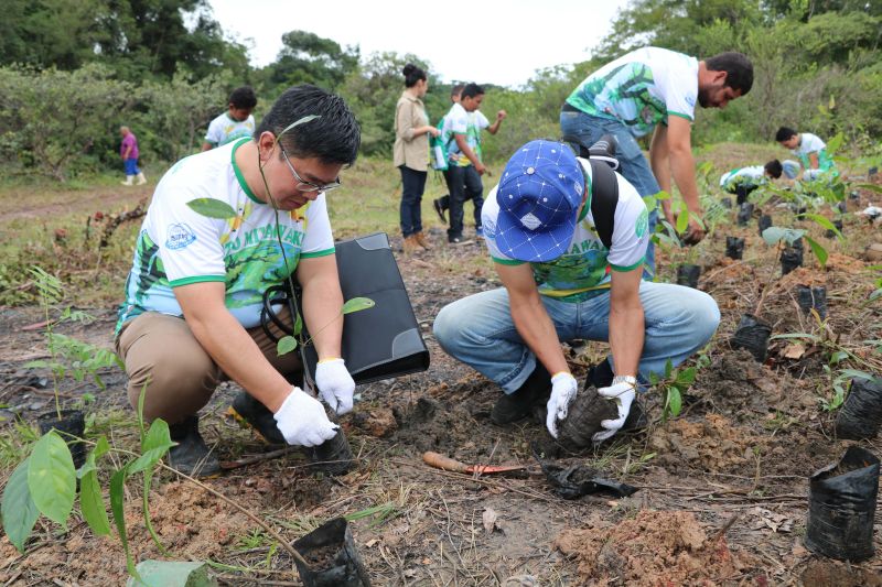 Asom/Ideflor-Bio
Uma área alterada no Parque Estadual do Utinga Camillo Vianna ganhou vida nova um ano após receber o plantio de 7.800 mudas de espécies florestais e frutíferas, cultivadas entre janeiro e junho de 2019. Com plantas de mais de um metro de altura, o reflorestamento do local é fruto da implantação do Sistema Miyawaki, realizado por meio de uma parceria entre o Instituto de Desenvolvimento Florestal e da Biodiversidade do Estado do Pará (Ideflor-Bio) e o Instituto Amigos da Floresta Amazônica (Asflora). <div class='credito_fotos'>Foto: Ascom Ideflor-Bio | <a href='/midias/2020/originais/6599_19a74daa-7ba0-d439-2686-ec58610cbeed.jpg' download><i class='fa-solid fa-download'></i> Download</a></div>