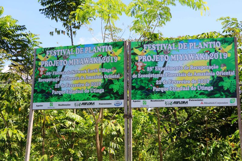 Asom/Ideflor-Bio
Uma área alterada no Parque Estadual do Utinga Camillo Vianna ganhou vida nova um ano após receber o plantio de 7.800 mudas de espécies florestais e frutíferas, cultivadas entre janeiro e junho de 2019. Com plantas de mais de um metro de altura, o reflorestamento do local é fruto da implantação do Sistema Miyawaki, realizado por meio de uma parceria entre o Instituto de Desenvolvimento Florestal e da Biodiversidade do Estado do Pará (Ideflor-Bio) e o Instituto Amigos da Floresta Amazônica (Asflora). <div class='credito_fotos'>Foto: Ascom Ideflor-Bio | <a href='/midias/2020/originais/6599_5648aed7-2203-173f-fe63-87b152aa071e.jpg' download><i class='fa-solid fa-download'></i> Download</a></div>