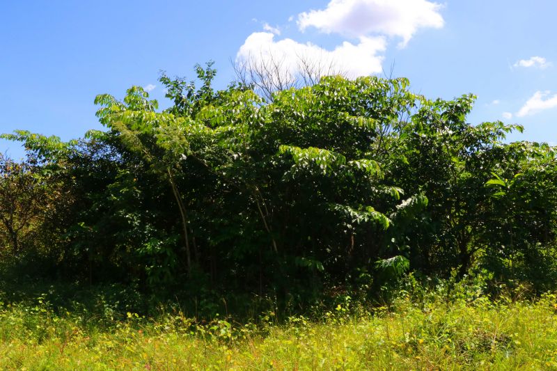 Asom/Ideflor-Bio
Uma área alterada no Parque Estadual do Utinga Camillo Vianna ganhou vida nova um ano após receber o plantio de 7.800 mudas de espécies florestais e frutíferas, cultivadas entre janeiro e junho de 2019. Com plantas de mais de um metro de altura, o reflorestamento do local é fruto da implantação do Sistema Miyawaki, realizado por meio de uma parceria entre o Instituto de Desenvolvimento Florestal e da Biodiversidade do Estado do Pará (Ideflor-Bio) e o Instituto Amigos da Floresta Amazônica (Asflora). <div class='credito_fotos'>Foto: Ascom Ideflor-Bio | <a href='/midias/2020/originais/6599_658ad781-1aa1-047c-7c7c-402a6796a6ab.jpg' download><i class='fa-solid fa-download'></i> Download</a></div>